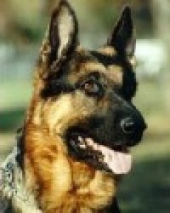 Asko