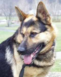 Ingo