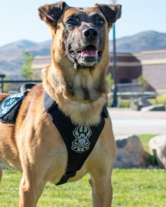 Hondo