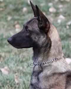 Brunie