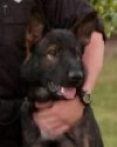 Gunner