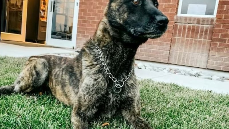 Zeus