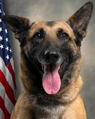 K9 Chilli