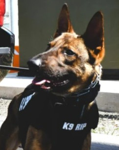 K9 Rip