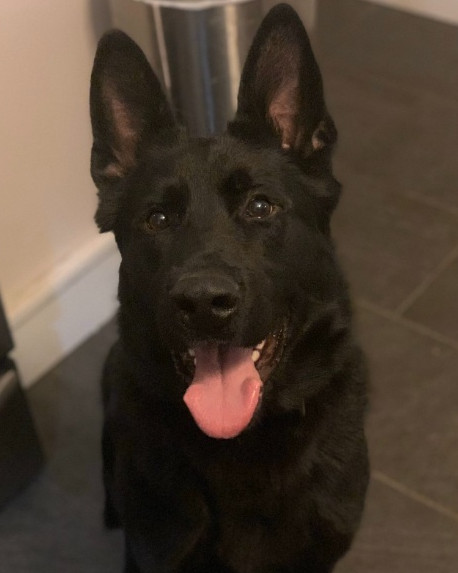 K9 Leonidas