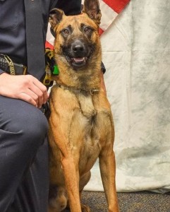 Amigo