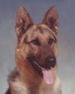 Ingo