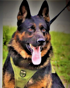 Drago