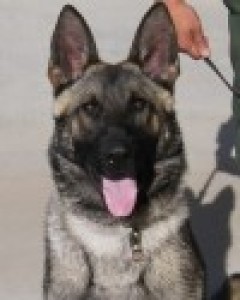 Sani