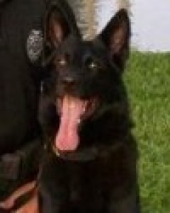 Rosco