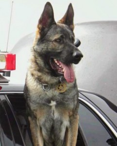 Bodie