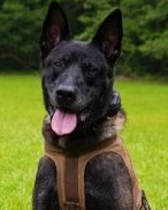 Rico