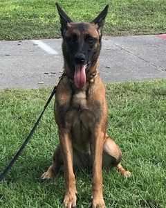 Zena