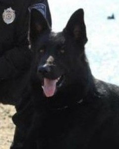 Koda