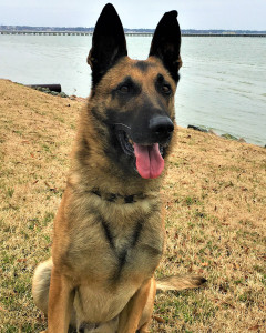 Odin