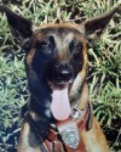 Kimbo
