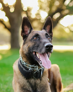 Chico