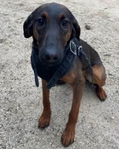 Mikka