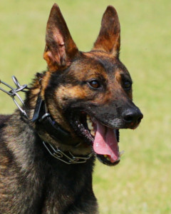 Diesel