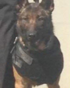 Duke