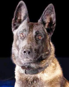 Vader