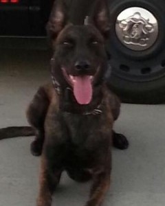 Nitro