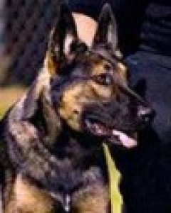 Sarge