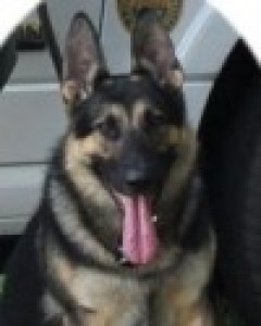 Koda