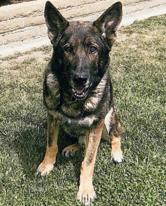 Bruno