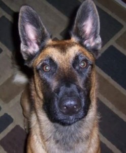 Hector