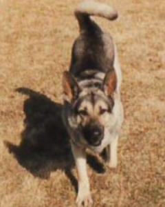 Duke