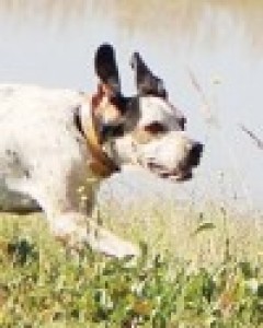 Roscoe