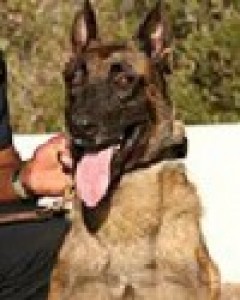 Stryker