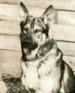 Bandit