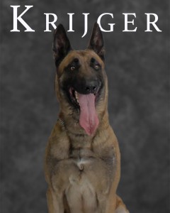 Krijger