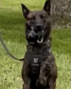 Riggs