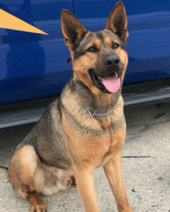 Rex