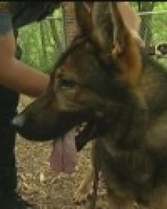 Kody