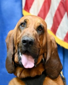 Scout