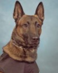 Draco