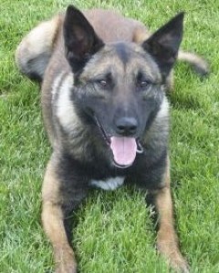 Koda