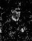 Photograph of William Payton