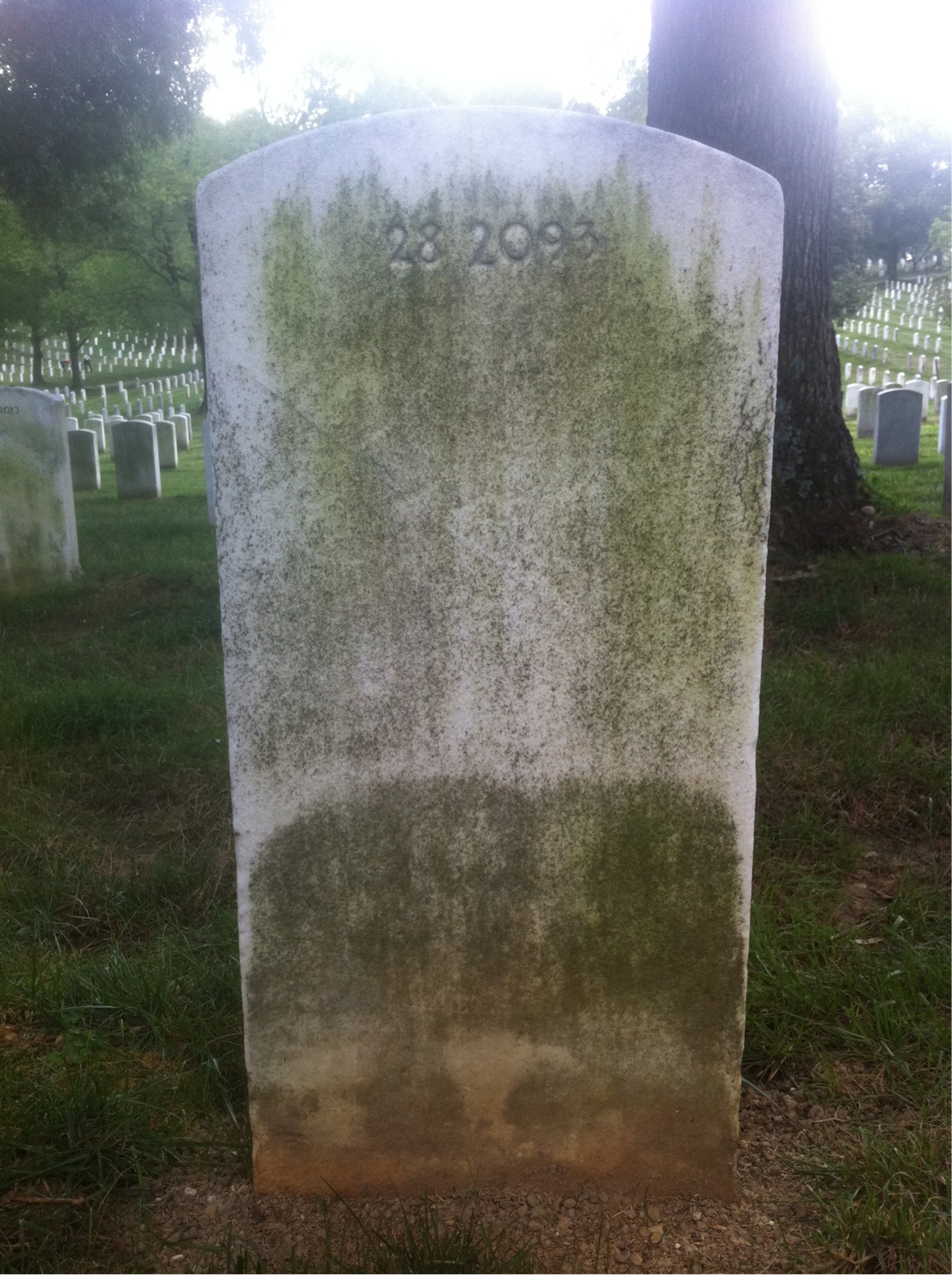 Back of headstone — Daisy Alexander