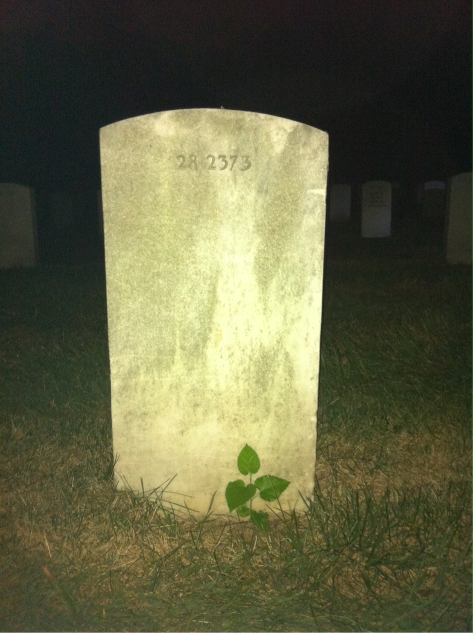 Back of headstone — Viola Alexander
